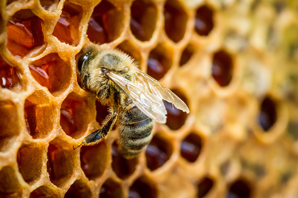 Bienen können zählen > Ist Mathematik schon in der Biologie verankert?