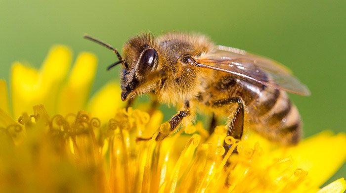 Bienen Konnen Noch Mehr Mathe Honigbienen Lernen Die Zuordnung Abstrakter Symbole Zu Bestimmten Zahlenmengen Scinexx De