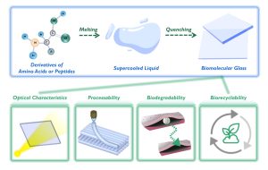 biomolekulares Glas