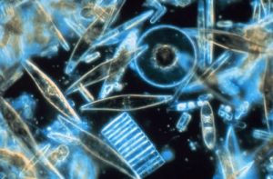 Diatomeen unter dem Mikroskop