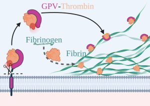 GPV und Thrombin