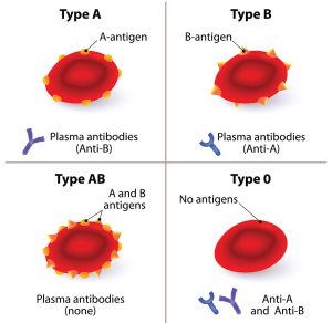 AB0-Blutgruppen