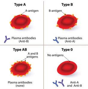 AB0-Blutgruppe