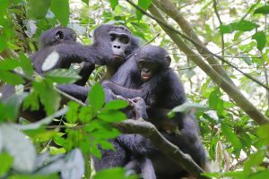 Bonobomutter