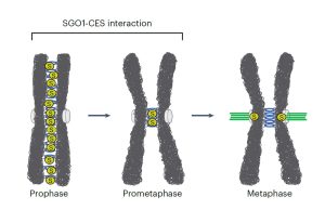 Cohesin-Shugoshin-Halterung