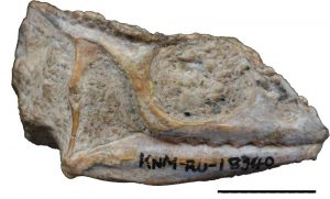 Fossiler Chamäleon-Schädel