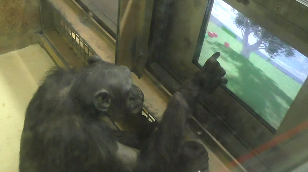 Auch-Schimpansen-beherrschen-die-virtuelle-Navigation