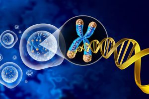 Illustration von Chromosomen mit Telomeren und DNA-Doppelhelix