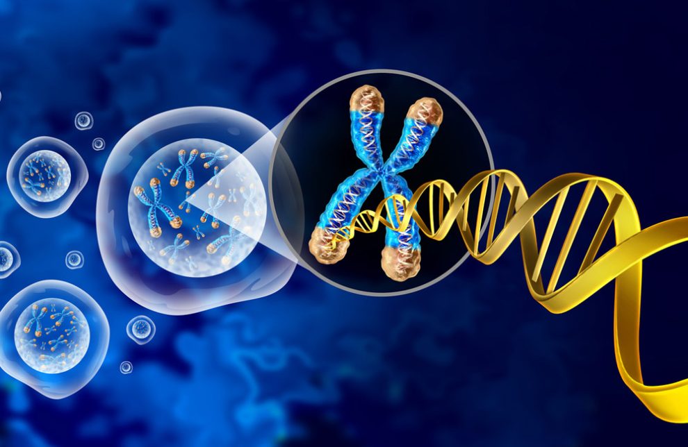 Illustration von Chromosomen mit Telomeren und DNA-Doppelhelix