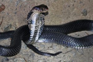 Chinesische Kobra