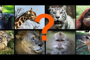 Welche Tiere sind anfällig?