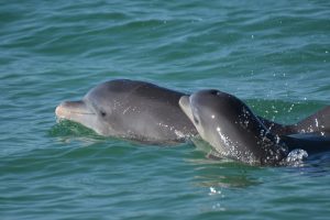 Delfinmutter mit Kalb