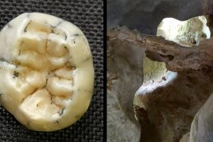 fossiler Zahn