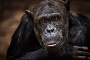 Bild eines Bonobos, auch Zwerschimpanse genannt