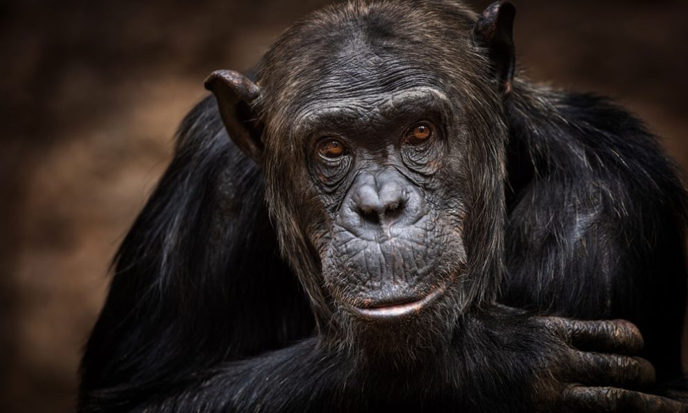 Bild eines Bonobos, auch Zwerschimpanse genannt