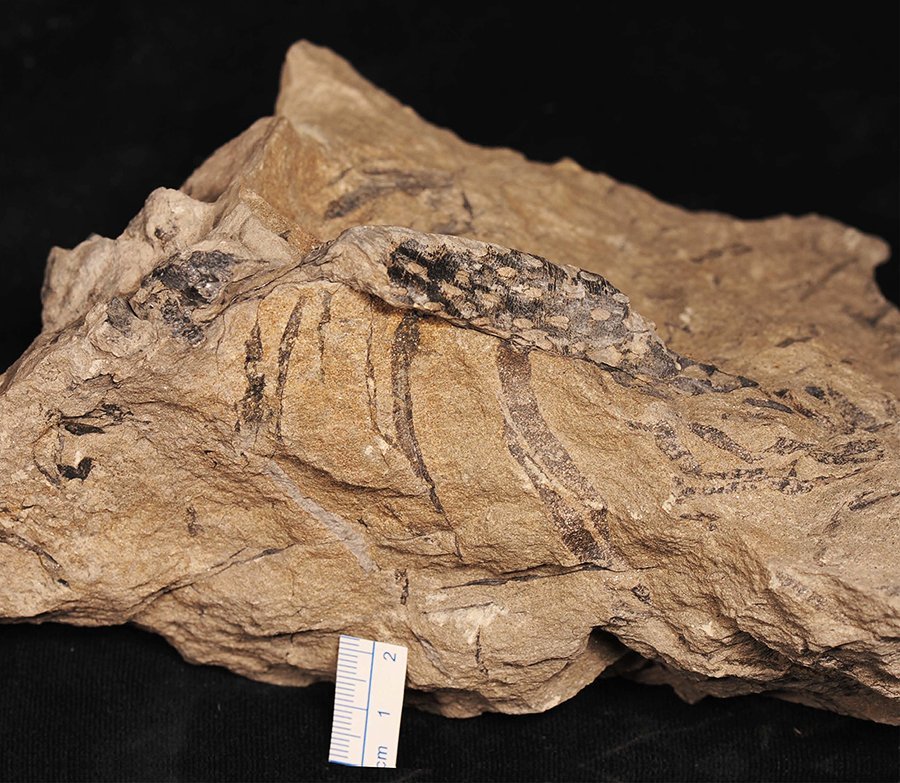 Xinhang-Fossil 2