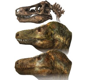 Txrannosaurus-REkonstruktion
