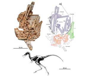 Jaculinykus Fossil