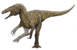 Australovenator