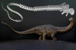 Schwanzmodell und Apatosaurus