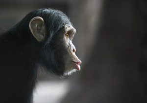 SChimpanse