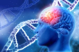 DNA und Gehirn