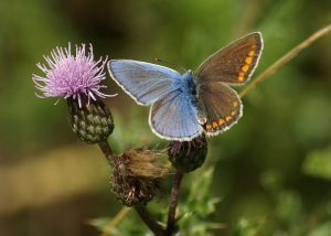 Zweigeteilter Schmetterling