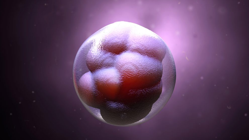 Früher Embryo