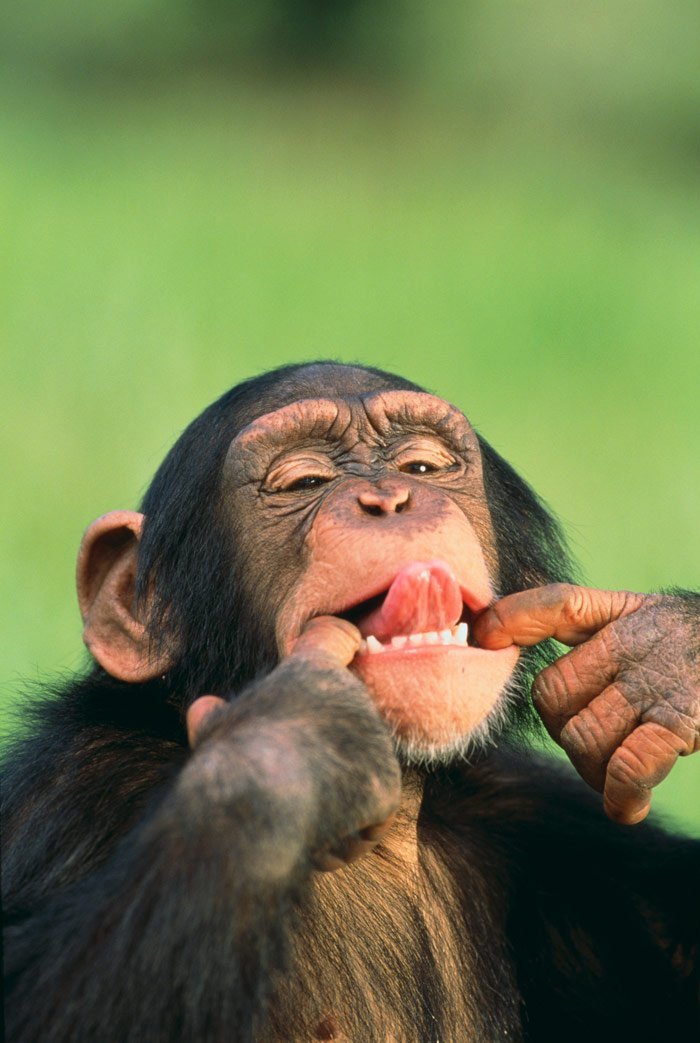 Schimpanse macht Grimassen