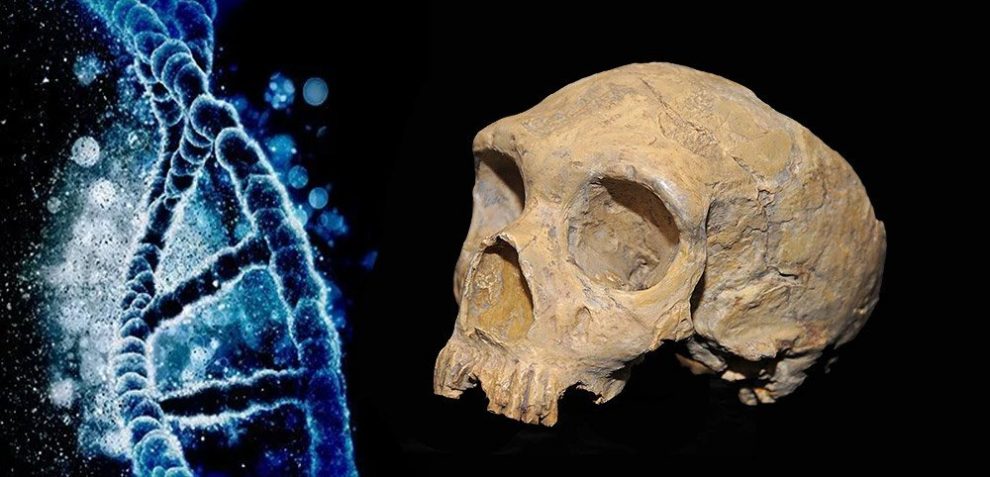 Neandertaler-DNA