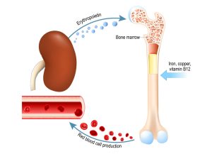 Epo und Blutbildung