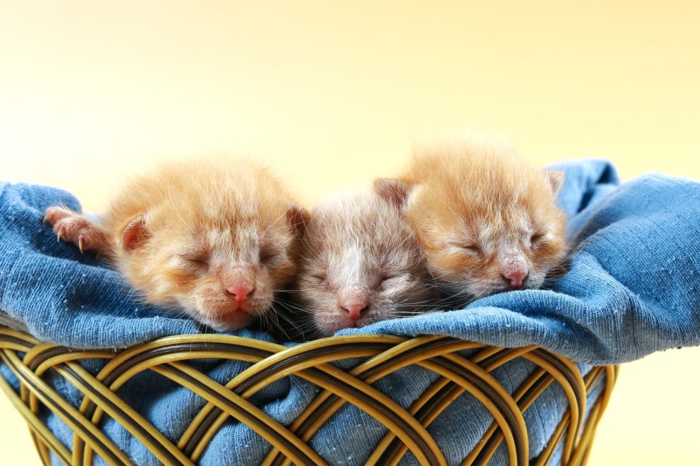 Drei schlafende Katzenbabies in einem Weidenkorb
