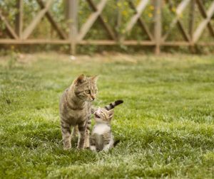 Katze mit Jungem auf einem Rasenarreal
