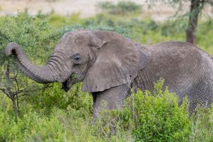 Elefant ohne Stoßzähne