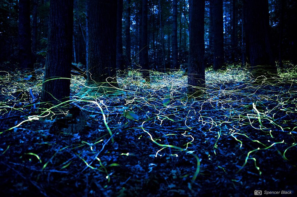 Avatar-Wald