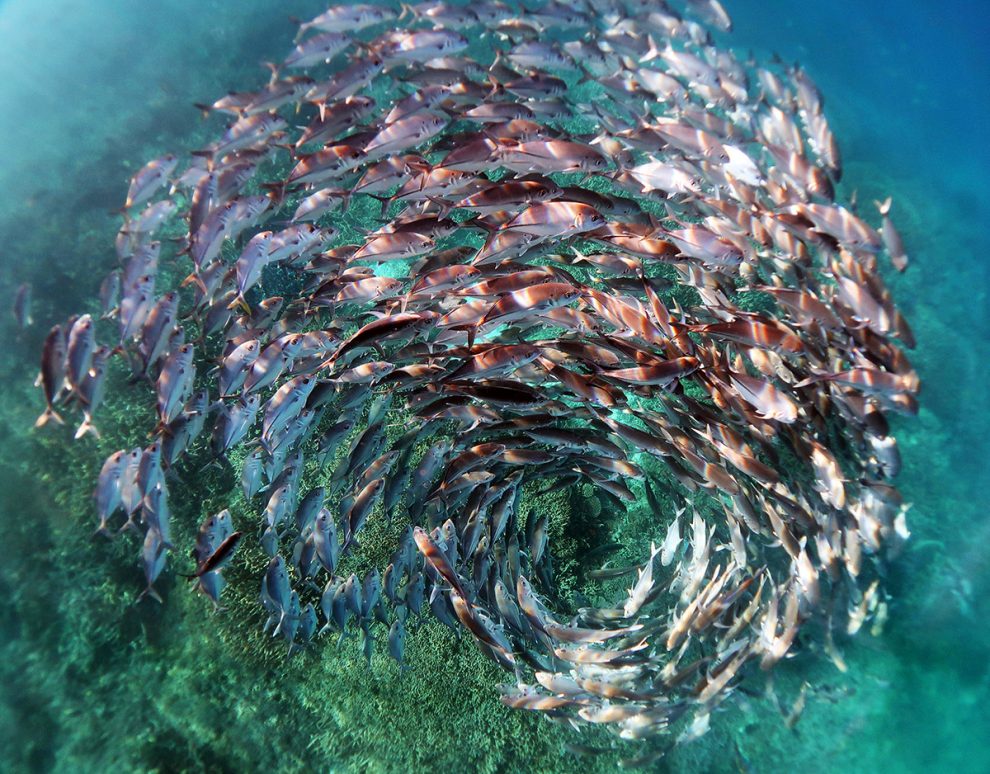 Fischspirale