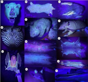 Fotos von Säugetieren unter UV-Licht