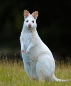 Albino-Wallaby