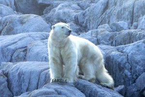 Eisbär mit leuchtend weißem Fel