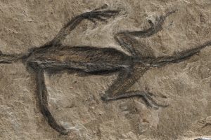 Tridentinosaurus Fälschung