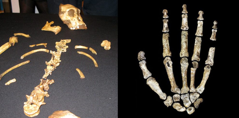 Australopithecus sediba und Homo naledi