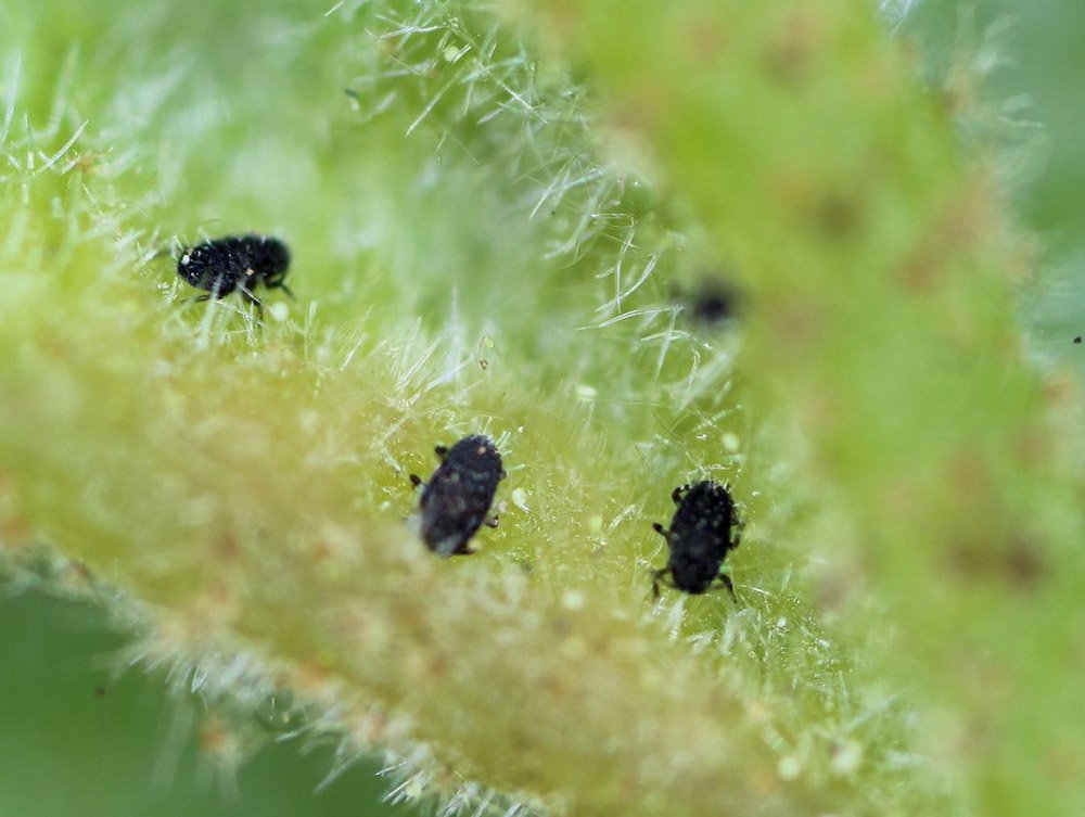 How do insects cause plants to form bile? - Researchers identify the ...