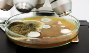 Petrischale mit Pilzkulturen unter einem Mikroskop