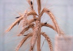 Mutterkornpilz auf Weizenpflanze