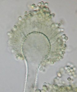 Aspergillus flavus unter dem Mikroskop