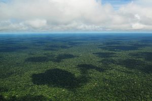 Amazonas-REgenwald