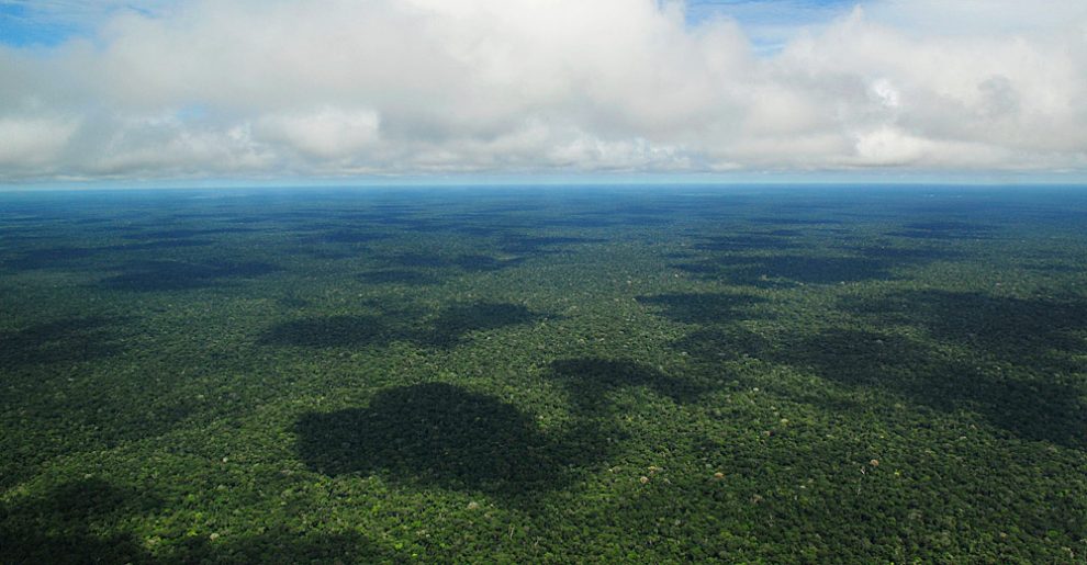 Amazonas-REgenwald