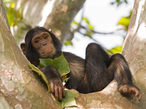 Schimpanse in Gombe