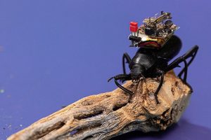 Insekten-GoPro