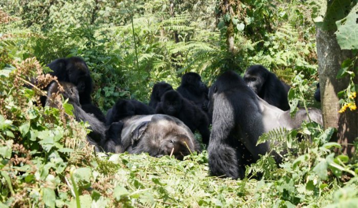 Östliche Flachlandgorillas